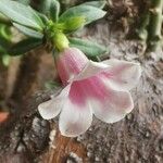 Pachypodium bispinosum Kwiat