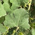 Xanthium orientale Leaf