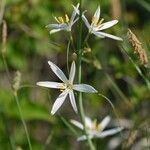 Anthericum liliago 花