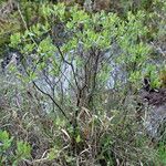 Myrica gale Habit