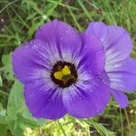 Eustoma exaltatum Cvet