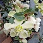 Helleborus × ericsmithii B.Mathew花