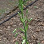 Ornithogalum candicans Flor