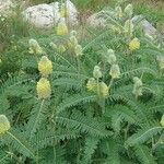 Astragalus alopecurus 形態