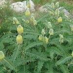 Astragalus alopecurus Habit