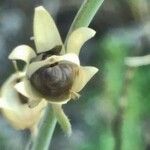 Linaria simplex Fruitua