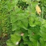 Campanula alliariifolia Blatt