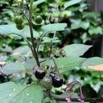 Solanum nigrum Ovoce