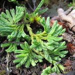 Lycopodium alpinum Natur