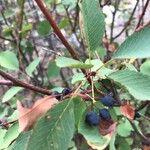 Amelanchier alnifolia फल