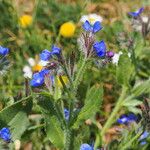 Anchusa azureaFlors