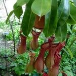 Nepenthes mirabilis Ліст