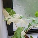 Syngonium angustatum Blatt