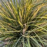 Lomandra longifolia Flor