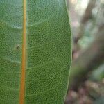 Ficus nitidifolia Leaf