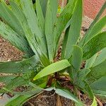 Iris × germanica Hostoa