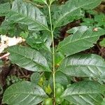 Coffea fotsoana Blatt