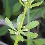 Galium tricornutum Blatt