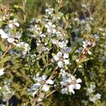 Leptospermum laevigatum Habitat