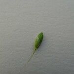 Ehrharta erecta Blüte