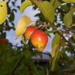 Malus baccataFruit