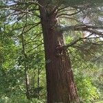 Sequoiadendron giganteum Ŝelo