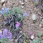 Penstemon procerus Çiçek