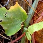 Cissus quadrangularis পাতা