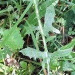 Crepis biennis Leaf