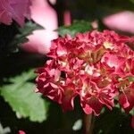 Hydrangea spp. फूल