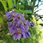Solanum seaforthianum Fleur