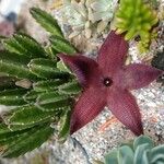 Stapelia hirsuta Virág