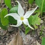Jaborosa integrifolia Blomst