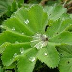 Alchemilla vulgaris Blad