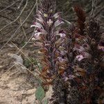 Orobanche ludoviciana Hábito