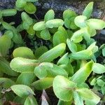 Sedum telephium Leaf
