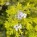 Coleonema pulchrum Flower