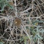 Carlina tragacanthifolia Ffrwyth