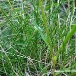 Silene ciliata Hoja