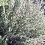 Teucrium marum 形態