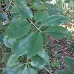Euonymus grandiflorus Deilen