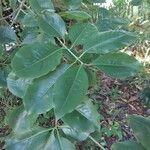 Euonymus grandiflorus Leaf