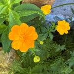 Trollius chinensis Fiore