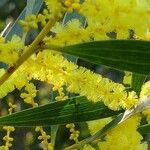 Acacia longifolia Квітка