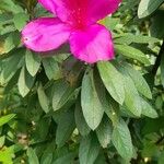 Rhododendron pulchrum Квітка
