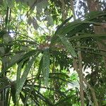 Borassodendron machadonis Άλλα