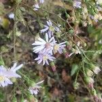 Symphyotrichum cordifoliumКветка