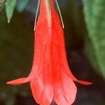 Ruellia brevifolia പുഷ്പം