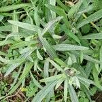 Artemisia ludoviciana Habit