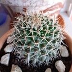 Mammillaria winterae Leaf